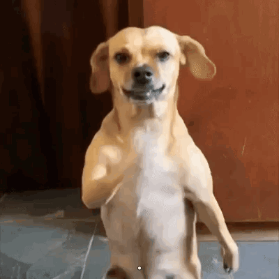 Dog Dance Brazil Dance GIF