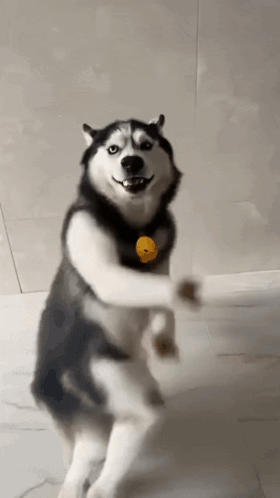 Dog Dance Husky Dance GIF