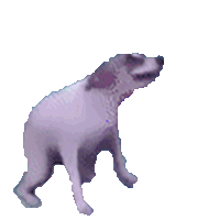 Dog Dance Sticker