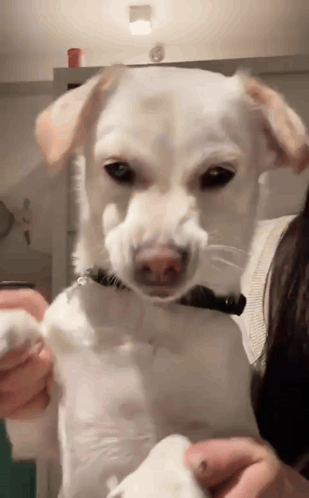 Dog Dance GIF