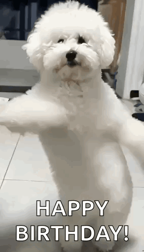Dog Dance GIF