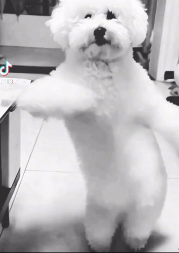 Dog Dance GIF