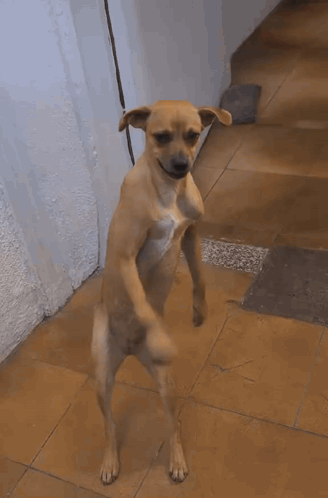 Dog Dancing Brazil GIF