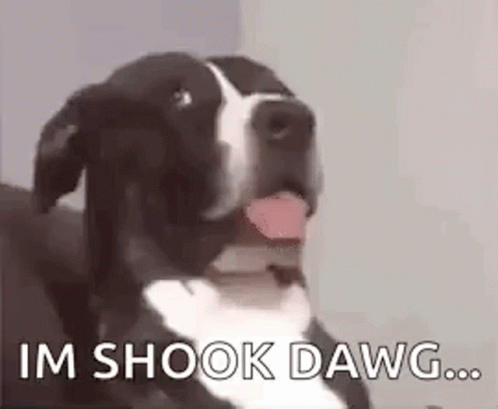 Dog Dawg GIF