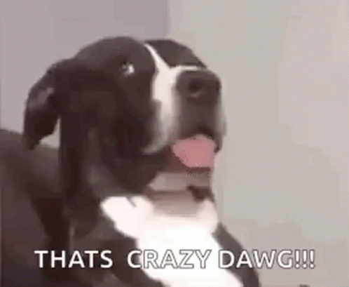Dog Dawg GIF. This 498 x 409 animated GIF is part of our john wick dog collection. Related themes include huh, wat, what. Created by blink5. View the…