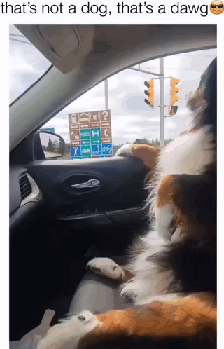 Dog Dawg GIF. This 320 x 498 animated GIF is part of our thats a no for me dawg collection. Created by tamikins123. View the original animation, share it…