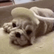 Dog Dog Cake GIF