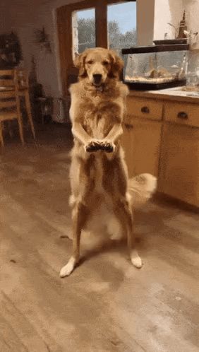 Dog Dog Dance GIF