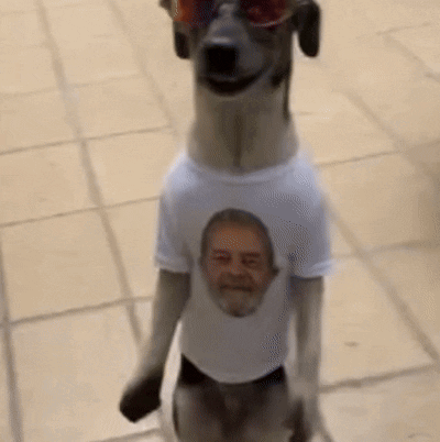 Dog Dog Dance Meme GIF