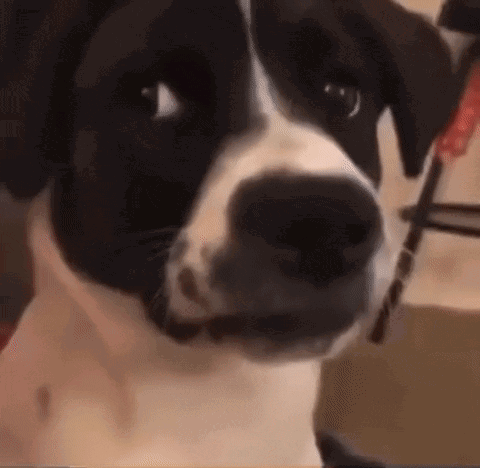 Dog Dog Weirded Out GIF