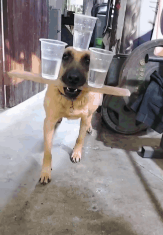 Dog Doggie GIF. This 325 x 470 animated GIF is part of our su collection. Created by Viperix. View the original animation, share it, or browse related GIFs.