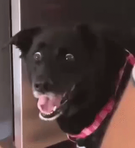 Dog Doggo GIF