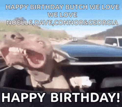 Dog Doggo GIF