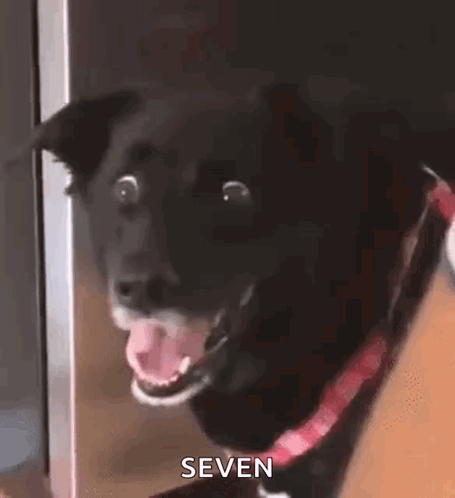 Dog Doggo GIF