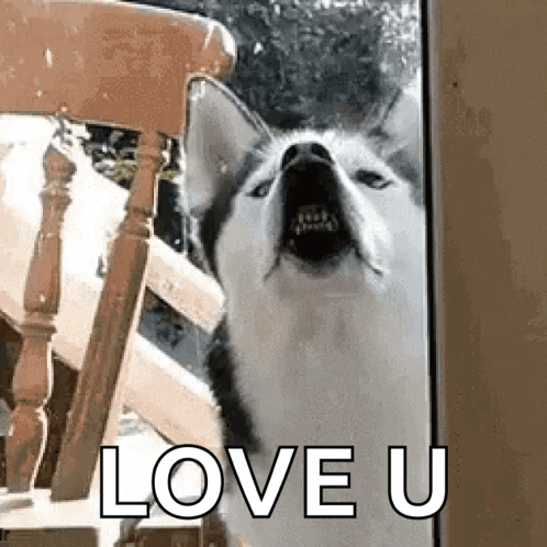 Dog Doggo GIF