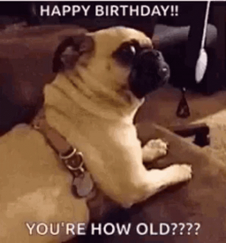 Dog Doggo GIF. This 463 x 498 animated GIF is part of our over the hill birthday collection. Related themes include cute, happy birthday, hbd. Created by…