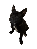 Dog Doggy Sticker