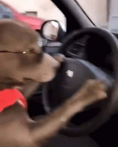 Dog Dogs GIF