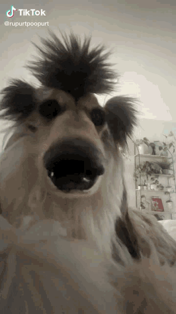Dog Dogs GIF