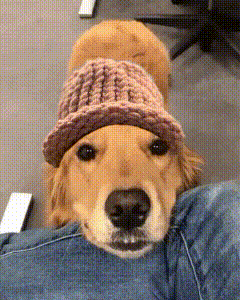 Dog Dogwifhat GIF