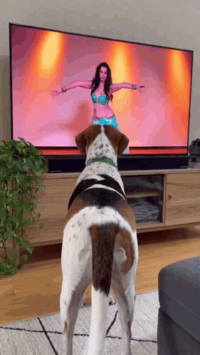 Dog Doing Belly Dancing Dog Dancing GIF