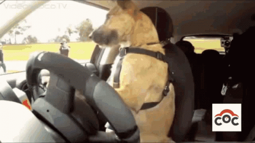 Dog Driving Dog Driver GIF