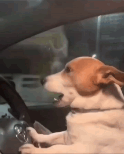 Dog Driving Dogs GIF
