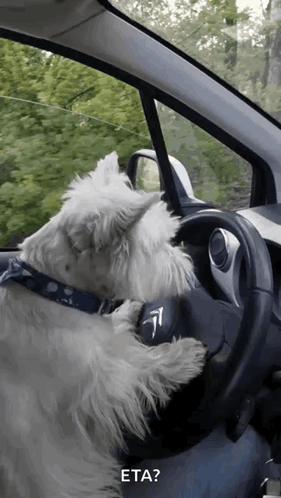 Dog Driving GIF