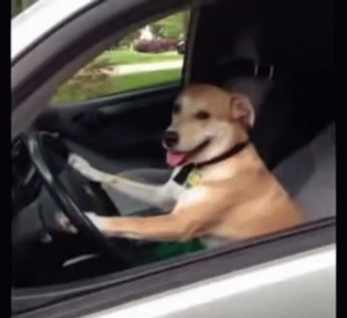 Dog Driving GIF