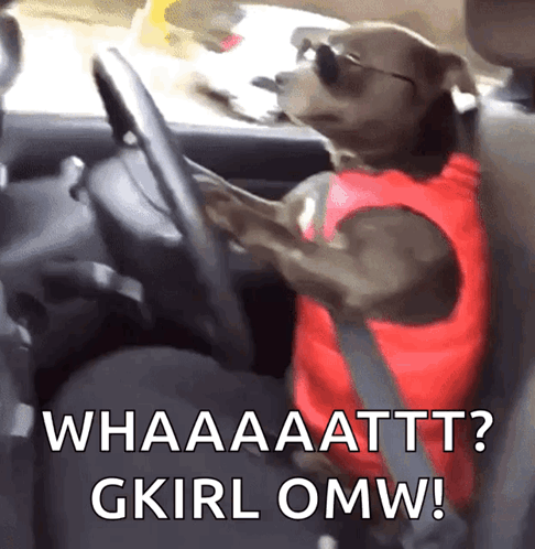 Dog Driving GIF