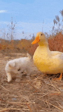 Dog Duck GIF