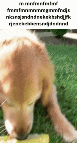 Dog Eating Corn Really Fast M Mnfmnf GIF