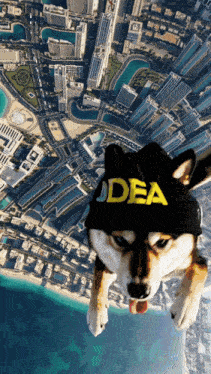 Dog Enforcement Agency Dea GIF