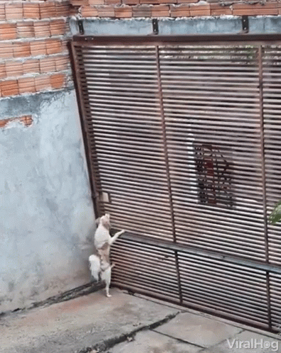 Dog Escaping Dog GIF. This 396 x 498 animated GIF is part of our simpsons suspicious dog collection. Created by ViralHog. View the original animation, share…