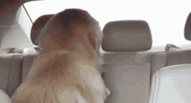 Dog Evil Smirk Crop GIF