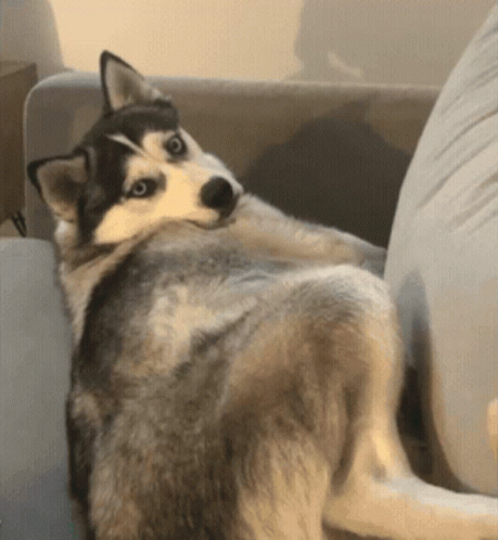 Dog Eye Roll GIF