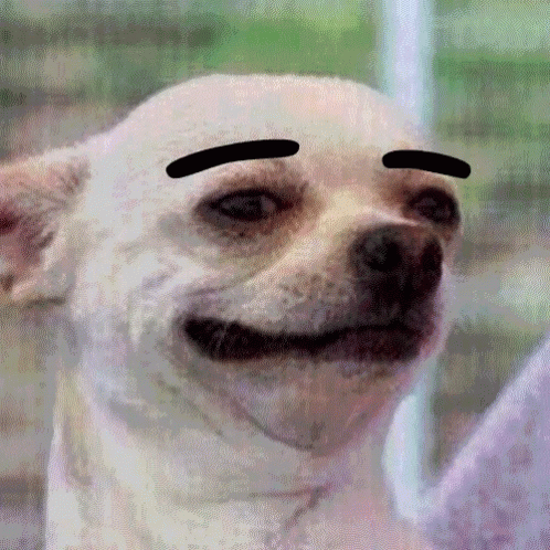 Dog Eyebrow GIF