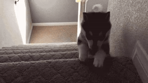 Dog Falling Down Stairs Dog Exploding GIF
