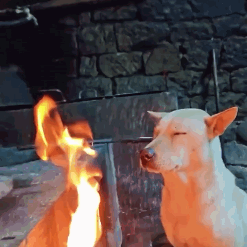Dog Fire GIF