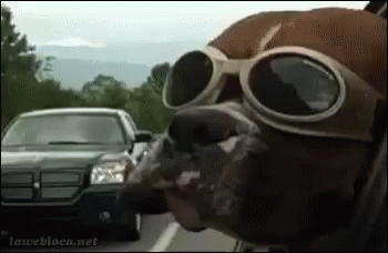 Dog Flap GIF