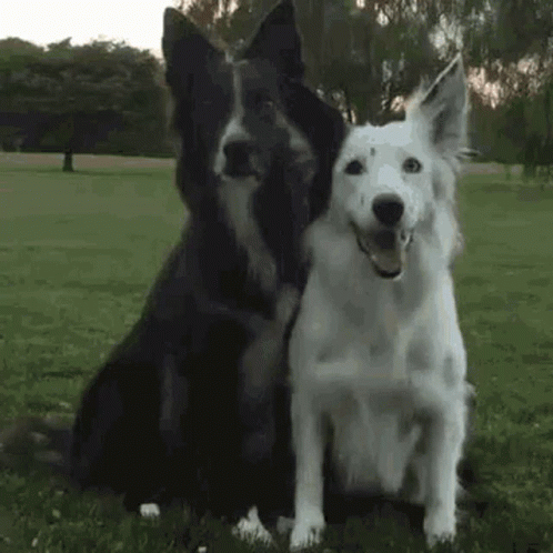 Dog Friends GIF. This 498 x 498 animated GIF is part of our hug meme collection. Related themes include cute. Created by cra33f. View the original…