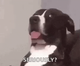 Dog Funny Animals GIF