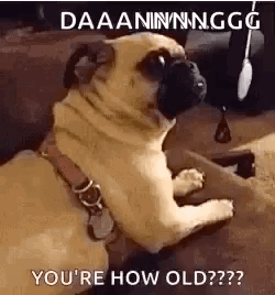 Dog Funny GIF