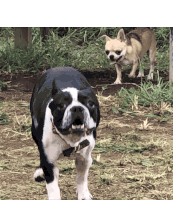 Dog Funny Sticker