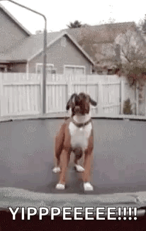 Dog Funny GIF