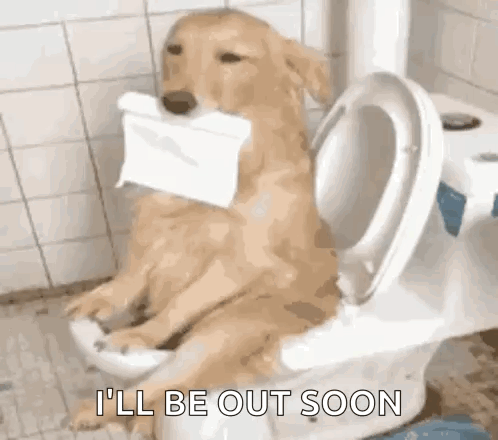 Dog Funny GIF