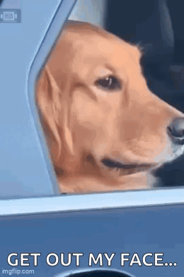Dog Golden Retriever GIF