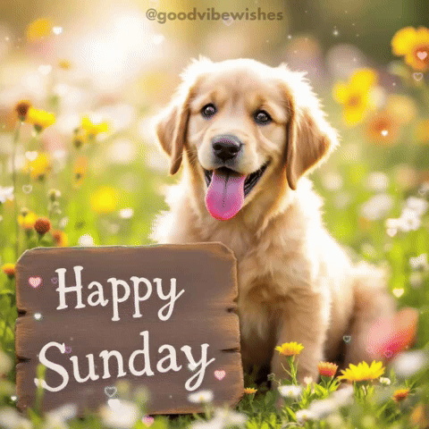Dog Good Morning GIF