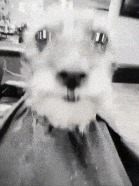 Dog Haircut GIF
