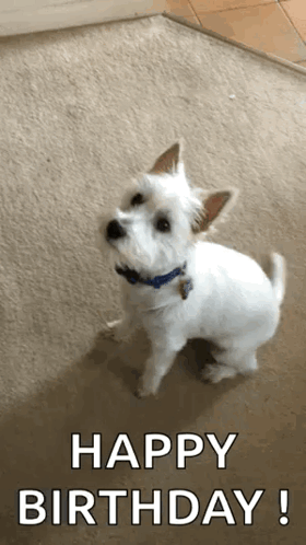 Dog Happy GIF
